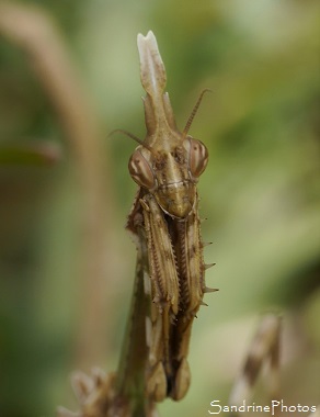 Empuse Diablotin, Juvénile, Empuse commune, Empusa pennata, Mantes, Mantis, insectes du Lot, Bach (18)