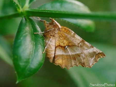 Ennomos illunaire, Selenia dentaria, Papillons de nuit, Le Verger, Bouresse, Biodiversité du Sud-Vienne (32)