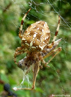 Epeire diadème, Arachnides, Bouresse, Poitou-Charentes, Jardin 21 septembre 2013 (37)