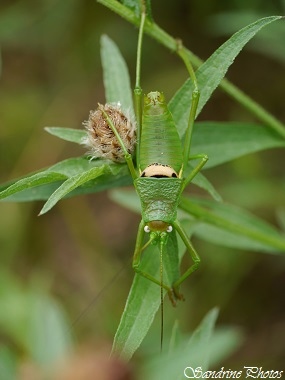 Ephippigère carénée, Uromenus rugosicollis, Grosses Sauterelles vertes, Gîte de Couchet, Condom (8)