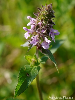 Epiaire des marais, Stachys palustris, Fleurs sauvages roses des Marais de Brière, Rozé, Loire-Atlantique (20)