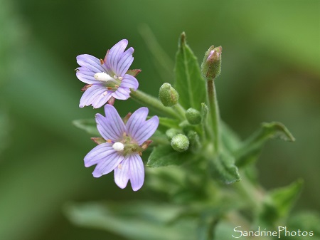 Epilobe des marais, Epilobium palustre, Fleurs rose pâle, Flore de La Planchette, Queaux, Sud-Vienne (24)