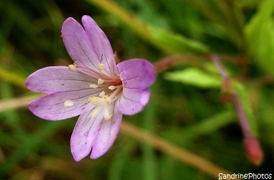 Epilobe des montagnes, Epilobium montanum, Fleurs sauvages des côtes bretonnes, Brittany coasts wild flowers, Bretagne Château du Taureau baie de Morlaix Finistère (14)