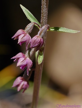 Epipactis atrorubens, Epipactis rouge sombre, orchidées sauvages du Poitou-Charentes, Fleurs sauvages, wild flowers, wild orchids of France (43)