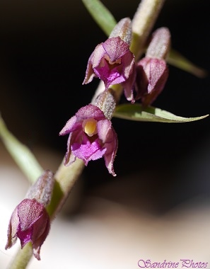 Epipactis atrorubens, Epipactis rouge sombre, orchidées sauvages du Poitou-Charentes, Fleurs sauvages, wild flowers, wild orchids of France (44)