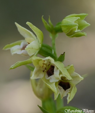 Epipactis de Müller, Epipactis muelleri, Orchidées sauvages du Poitou-Charentes, Wild Orchids of France, Persac(55)