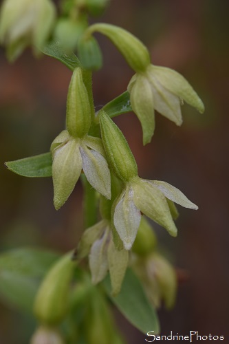 Epipactis des dunes, Epipactis phyllanthes, Orchidées sauvages, Le Pey de la Blet, La Barre de Monts, Vendée, SandrinePhotos, juin 2024 (26)