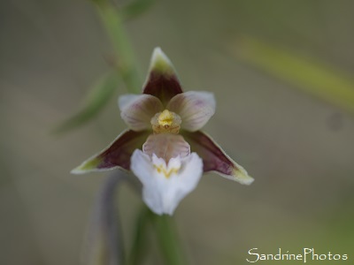 Epipactis des marais, Epipactis palustris, orchidée sauvage, Réserve naturelle de Jujols, Pyrénées orientales, SandrinePhotos (31)