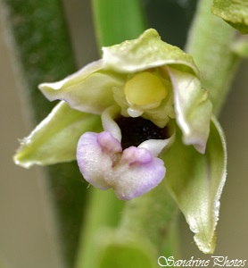 Epipactis helléborine, Epipactis à feuilles larges, Epipactis helleborine, orchidées sauvages du Poitou-Charentes, Wild orchids, France (3)