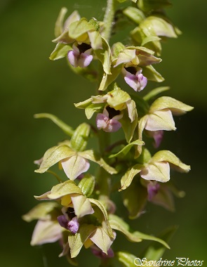 Epipactis helléborine, Epipactis à feuilles larges, Epipactis helleborine, orchidées sauvages du Poitou-Charentes, Wild orchids, France (5)