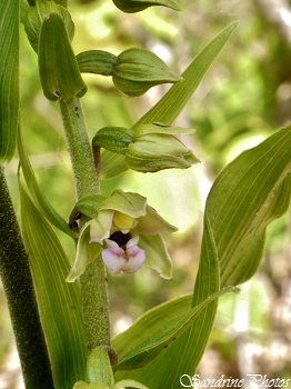 Epipactis helléborine, orchidées sauvages du Poitou-Charentes, Bonnes 86, 15 juin 2014 (20)