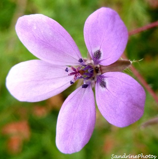 Erodium à feuilles de cige, Bec-de-grue commun, Erodium cicutarium-Fleurs sauvages-Bouresse Poitou-Charentes (1)