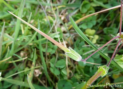 Erodium cicutarium fruit à long bec