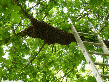 Essaimage du vendredi 11 mai 2012 avec M.Philippe Giraud apiculteur à Bouresse-Poitou-Charentes (26)