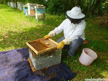 Essaimage du vendredi 11 mai 2012 avec M.Philippe Giraud apiculteur à Bouresse-Poitou-Charentes (35)