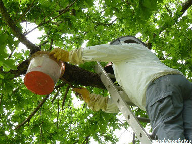 Essaimage du vendredi 11 mai 2012 avec M.Philippe Giraud apiculteur à Bouresse-Poitou-Charentes (63)