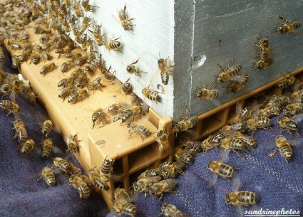 Essaimage du vendredi 11 mai 2012 avec M.Philippe Giraud apiculteur à Bouresse-Poitou-Charentes Abeilles(44)