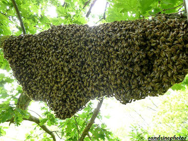 Essaimage du vendredi 11 mai 2012 avec M.Philippe Giraud apiculteur à Bouresse-Poitou-Charentes Essaim d`abeilles sur une branche de chêne(17)