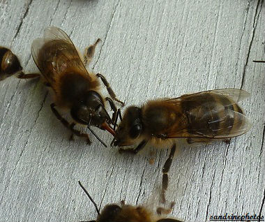 Essaimage du vendredi 11 mai 2012 avec M.Philippe Giraud apiculteur à Bouresse-Poitou-Charentes Passage du nectar d`une abeille à l`autre(45)