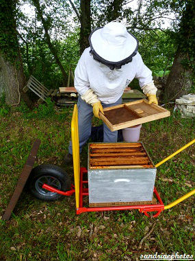 Essaimage du vendredi 11 mai 2012 avec M.Philippe Giraud apiculteur à Bouresse-Poitou-Charentes Préparation de la nouvelle ruche (23)