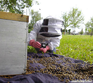 Essaimage du vendredi 11 mai 2012 avec M.Philippe Giraud apiculteur à Bouresse-Poitou-Charentes Sandrine photographe-apicultrice 