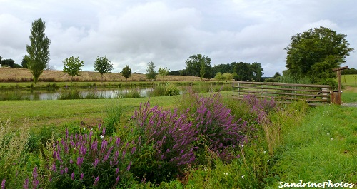 Etang de Bouresse, étang de pêche et de loisirs, feu d`artifices en juin The pond of Bouresse, little village in the countryside, Fishing and leasures, Fireworks in June, Bouresse, Poitou-Charentes, A