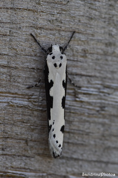 Ethmia bipunctella, Depressariidae, Ethmiinae, Papillons de nuit, Microhétérocères, Le Verger, Bouresse, Vienne 86 (9).jpg
