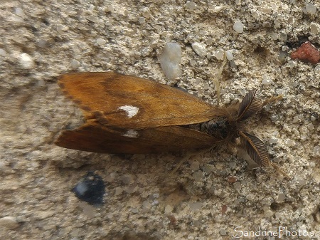 Etoilée, le Bombyx antique, Orgyia antiqua, Erebidae, Lymantriinae, Papillon de nuit sur le mur de l`église de Verrières 86
