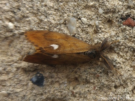 Etoilée, le Bombyx antique, Orgyia antiqua, Erebidae, Lymantriinae, Papillon de nuit sur le mur de l`église de Verrières 86