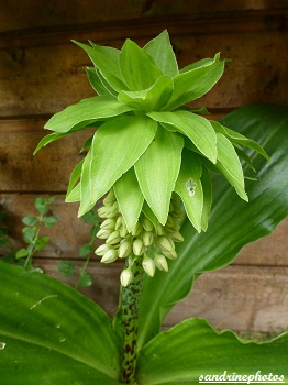 eucomis Lys-ananas Plante exotique Afrique du sud Bouresse Poitou-Charentes