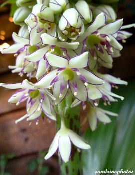 eucomis punctata en fleur, fleur exotique d`Afrique du Sud, Exotic flower, Lilly-flower, Sandrinephotos