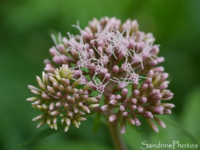 Eupatoire chanvrine, Eupatorium cannabinum, Grande fleur grappe rose pâle, La Planchette, Queaux (1)