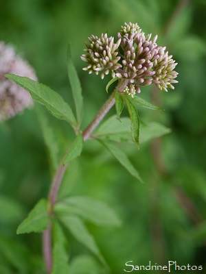 Eupatoire chanvrine, Eupatorium cannabinum, Grande fleur grappe rose pâle, La Planchette, Queaux (3)