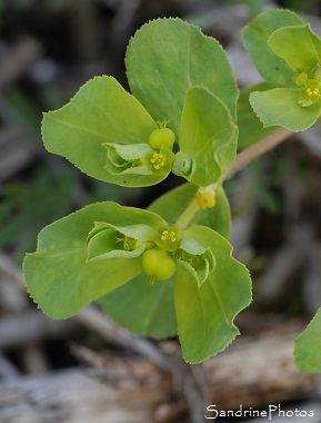 Euphorbe Réveil-matin, Euphorbia helioscopia,, Fleurs sauvages jaune à vert, Le Verger, Bouresse, Biodiversité en Région Aquitaine Limousin Poitou-Charentes (52)