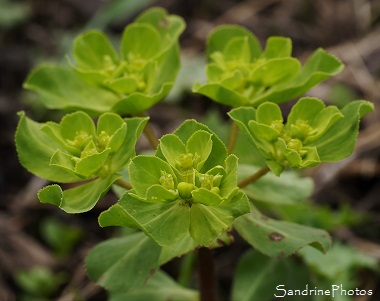 Euphorbe Réveil-matin, Euphorbia helioscopia,, Fleurs sauvages jaune à vert, Le Verger, Bouresse, Région Aquitaine Limousin Poitou-Charentes (51)