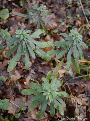 Euphorbe des bois, Euphorbia amygdaloides, Fleurs sauvages jaunes, Refuge LPO La Planchette, janvier 2020 (22)