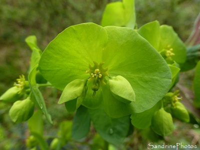 Euphorbe des bois, Euphorbia amygdaloides, Le long de la Vienne, La Planchette, Queaux (86)