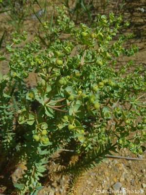Euphorbe des dunes, Euphorbia paralias, Plage de Logui, Pénestin, Loire-Atlantique, Sud Bretagne (81)