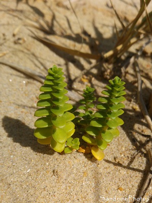 Euphorbe des dunes, Euphorbia paralias, Plage de Logui, Pénestin, Loire-Atlantique,Sud Bretagne (85)