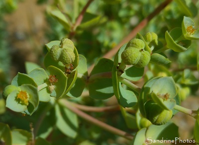 Euphorbe des dunes, Euphorbia paralias, Plage de Logui, Pénestin, Loire-Atlantique, Sud Bretagne