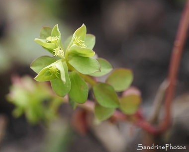 Euphorbe des vignes, Euphorbe Péplus, Euphorbia peplus, Fleurs sauvages jaune, Jardin, Le Verger- Bouresse (22)