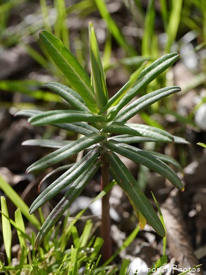 Euphorbe épurge, Herbe à taupe, Euphorbia Lathyris, Fleurs sauvages du jardin, Le Verger, Bouresse 86, Biodiversité du Sud-Vienne (4)