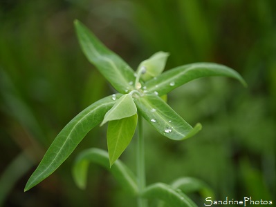 Euphorbe épurge, Herbe à taupe, Euphorbia Lathyris, Fleurs sauvages du jardin, Le Verger, Bouresse 86, Biodiversité du Sud-Vienne (5)