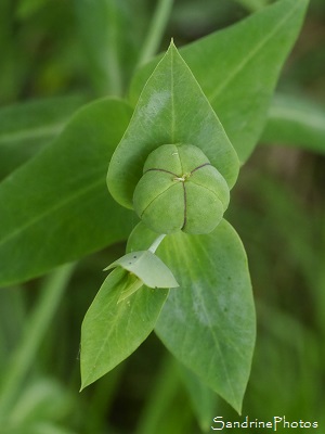 Euphorbe épurge, Herbe à taupe, Euphorbia Lathyris, Fleurs sauvages du jardin, Le Verger, Bouresse, Biodiversité du Sud-Vienne 86