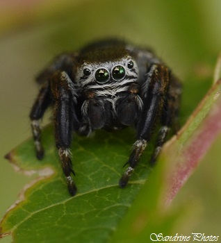 Evarcha arcuata mâle, Araignées, Salticidae, Jardin, Jumping Spiders of the garden Bouresse, Poitou-Charentes