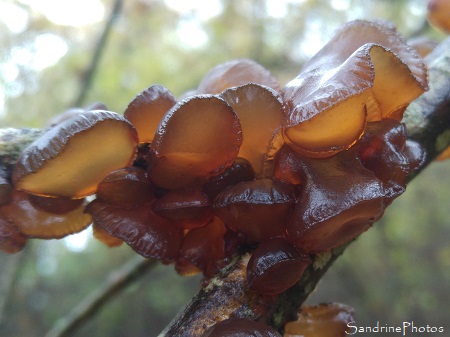 Exidia recisa, champignon brun gélatineux sur branche morte de saule, Refuge LPO La Planchette, Queaux (15)