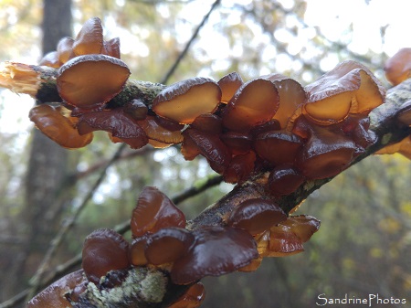 Exidia recisa, champignon brun gélatineux sur branche morte de saule, Refuge LPO La Planchette, Queaux 86