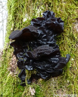 Exidie tronquée, Exidia truncata, Mushrooms, Champignons, Bouresse, Poitou-Charentes