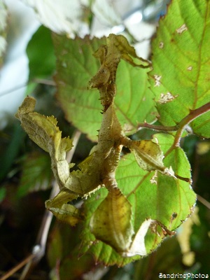Extatosoma tiaratum, Phasme-tiare, Phasmus, leaf-bugs hidden in a plant- Phasmes-feuilles cagé dans les ronces, insectes d`élevage, Bouresse, Poitou-Charentes (10)