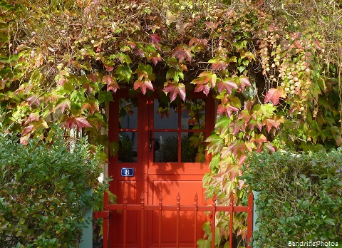 Façade de la maison recouverte de vigne vierge, feuilles rouges et vertes en automne, paysage d`automne, Bouresse, Poitou-Charentes